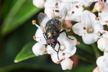 Bourbonnais,Campagne