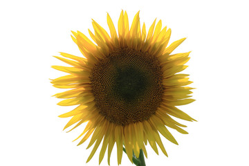 Sunflower isolated on a white background. Close-up.