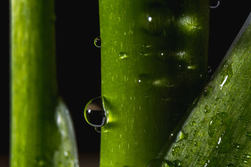 water drops on a green leaf