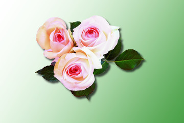 Flowers Roses. Leaves. Shadow. Isolated on a green gradient background. Top view.