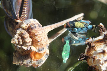 Plastic bottle pollution shells and ocean life