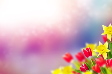 Fototapeta na wymiar Spring flowers tulips and daffodils