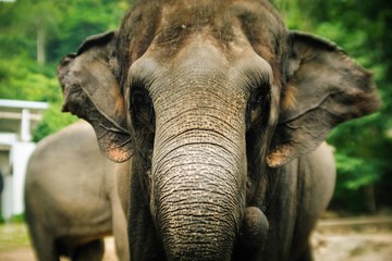 Fototapeta premium Portrait close up face of beautiful big elephant in Thailand zoo.