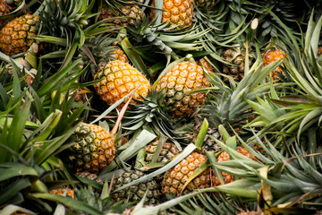 Ripe pineapples group texture background.