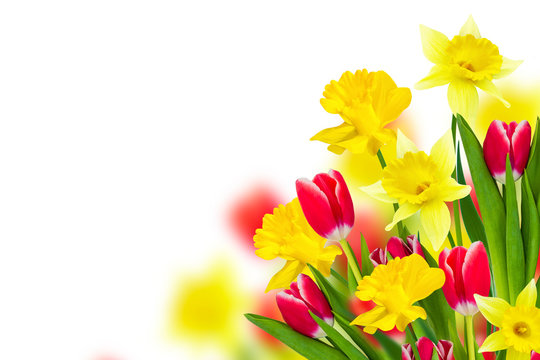 Bright colorful spring flowers of daffodils and tulips isolated on white background.