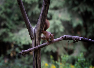 squirrel on a branch