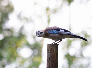 blue tit bird on feeder