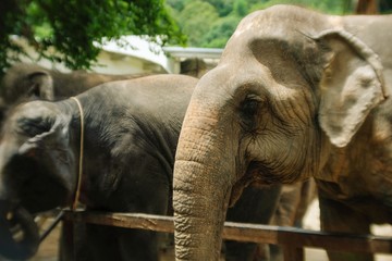 Portrait close up view of beautiful cute big elephant looking to camera in Thailand zoo.