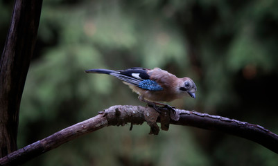 curious bird on a branch