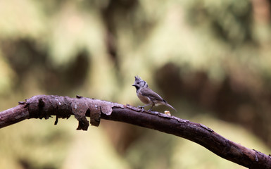 bird on a branch