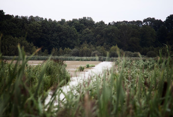 landscape with river and trees