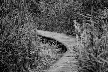 bridge in nature