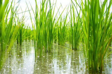 Close up of Rice sprouts plant growth in rice field.