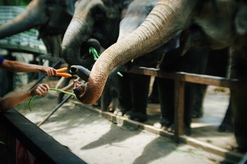 Close up person hand feeding vegetable to giant elephant trunk in the zoo.Cute thai animal.