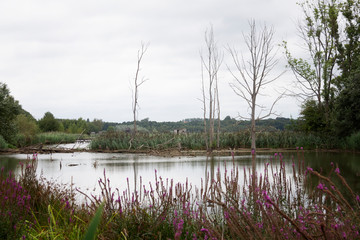 landscape with pond and trees