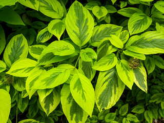 Closeup of the beautiful variegated green leaves of Cornus alba Spaethii or red barked dogwood
