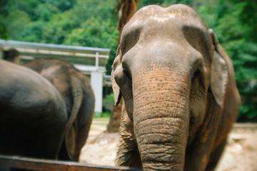Fototapeta premium Portrait close up front view of beautiful cute big elephant looking to camera in Thailand zoo.