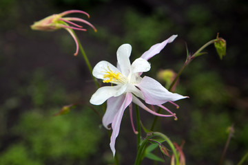 Fototapeta premium Tło z białym kwiatem orlików. Kartka z życzeniami z dużym białym kwiatem jako prezent.