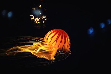 Beautiful Orange jellyfish or Pacific sea nettle or Chrysaora fuscescens motion dancing in the darkness of the sea background. © HarryKiiM Stock