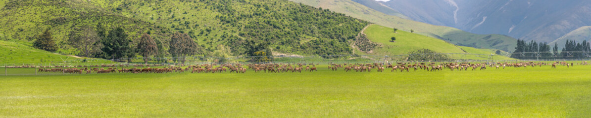 Fototapeta na wymiar irrigation plant and deer herd in green countryside, near Athol, New Zealand