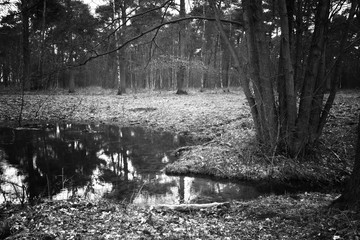 forest in black-grey