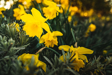 Yellow Daffodil Narcissus flowers outdors in spring