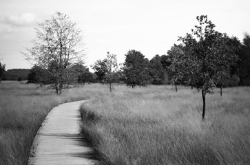 bridge in the nature