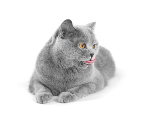 Satisfied british cat lies and licks on a white background