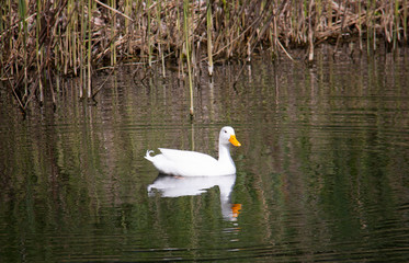 white duck on a lake