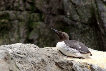  photo of a Guillemont lying on a rock and its backgroud filled with other rocks