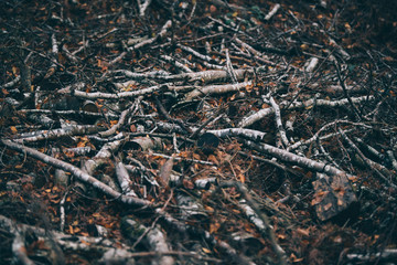 Tree branches lie on the ground.