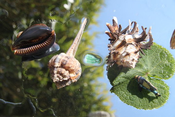 Plastic bottle pollution shells and ocean life