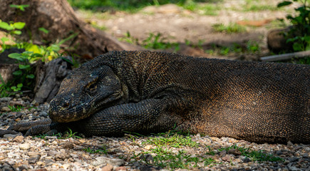 Komodo dragon on Komodo island in the green in Indonesia the only place where they can be found