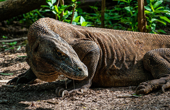 Komodo dragon on Komodo island in the green in Indonesia the only place where they can be found