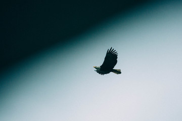 eagle in flight
