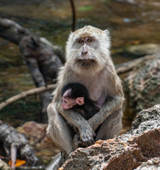 Monkey (macaques) mama with a baby in the wild on Komodo Island in Indoneisa