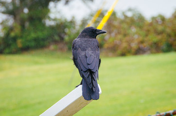 crow on the fence