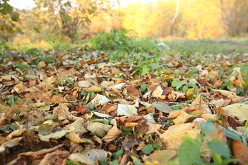 Background of colorful autumn leaves on forest floor . Abstract autumn leaves in autumn suitable as background . Autumn leaves on a meadow . Yellow leaves on the floor .