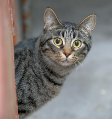 tabby European Shorthair cat