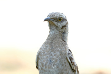 Long-tailed mockingbird (Mimus longicaudatus), portrait of an animal perched on the lawn looking for food.