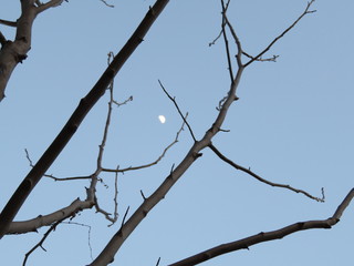 branches of a tree surrounding a dusk moon
