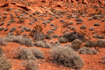 Stone desert with dry bushes, as natural background, Valley of Fire State park, USA
