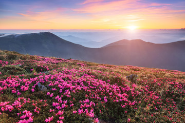 Plakat Marvelous summer day. The lawns are covered by pink rhododendron flowers. Beautiful photo of mountain landscape. Concept of nature rebirth. Location place Carpathian, Ukraine, Europe.