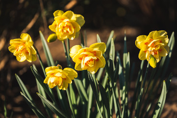 Obraz premium Yellow Daffodil Narcissus flowers outdors in spring