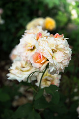 Obraz na płótnie Canvas Cream tea and hybrid rose macro with selective focus. Romantic roses in a spring garden.