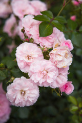 Modern blush pink rose shrub in gorgeous romantic garden in spring