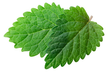 Lemon balm melissa officinalis, paths, top