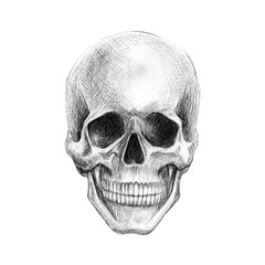 Drawing by hand with a simple pencil. Human skull