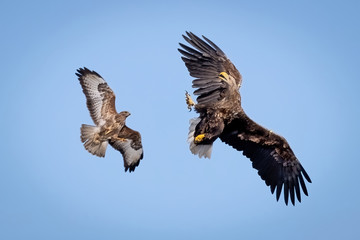 Eagle in flight fighting with a Buzzard