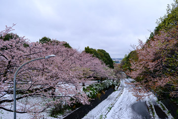 桜と雪　横浜市　四季の森公園　2020/3/29撮影